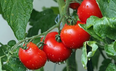 Una información que ayudará a mejorar la producción y el sabor, y a desarrollar tomates de élite con resistencia genética a enfermedades que actualmente se combaten con pesticidas. Pixabay / Referencial