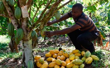 La iniciativa busca promover con alianzas público privadas entre el Gobierno de Canadá y las instituciones públicas y privadas de Colombia a más de 55 cooperativas. Archivo