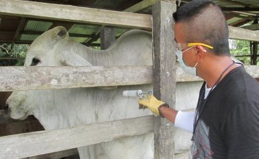 La medida se tomó después de que ganaderos venezolanos solicitaran a la autoridad colombiana el acceso a las vacunas. Colprensa