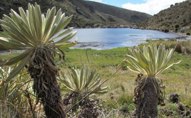 Lozano Picón, a su vez, aclaró que otro ejercicio diferente es la solicitud de la empresa Minesa para una licencia ambiental para la explotación de oro, responsabilidad que recae sobre Autoridad Nacional de Licencias Ambientales, Anla. Colprensa