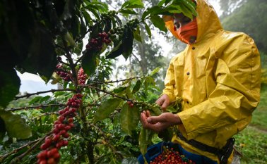 La próxima cosecha será en octubre y noviembre. Si para entonces nada cambia, otras fincas saldrán a la venta. AFP