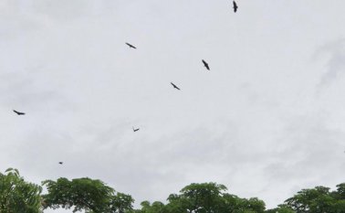 En los alrededores de los comercios había una gran cantidad de gallinazos, debido a la mala disposición de los desechos. Cortesía