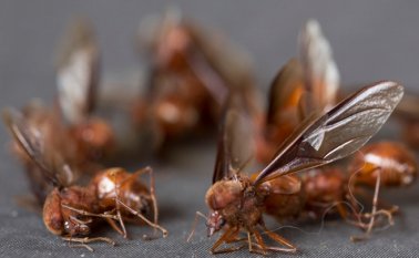 Juan Pablo Cohen / La Opinión