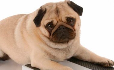 La tendencia del sobrepreso entre mascotas está íntimamente ligada al sobrepreso de sus propietarios en muchos de los casos. Colprensa