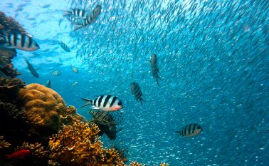 La aparición de nuevos ecosistemas brinda a los animales la oportunidad de colonizar y adaptarse a nuevos entornos, diversificándose como especie, aunque no todas lo consiguen. Pixabay