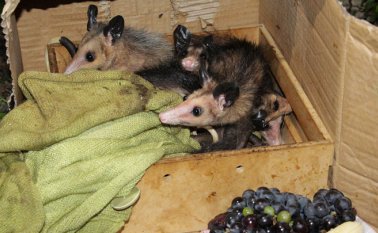 En el caso de las zarigüeyas, quedaron huérfanas luego de que humanos sacrificaran a su madre. Cortesía