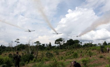 Minas antipersonal, explosivos en los cultivos, hasta ataques a los grupos de erradicadores, son el tipo de agresiones que han recibido los integrantes de la Fuerza Pública. Colprensa