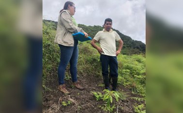 En el municipio de Toledo los beneficiarios de un proyecto para el cultivo de aguacate hass están plantando al tiempo frutas y verduras.
Cortesía