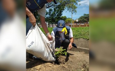 Unos 300 árboles se sembraron en la avenida Camilo Daza, en el sector de Sevilla, Juan Pablo Cohen