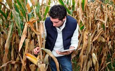 En Colombia se prevé que se desarrollen 120 millones de hectáreas para suplir las necesidades alimenticias de una población que se estima llegue a 9.000 millones. Colprensa