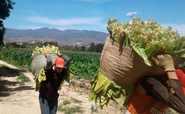 Según la Federación Nacional de Productores de Tabaco (Fedetabaco), se proyecta una caída en la producción anual del 5 % al 8 % por esta decisión. Cortesía