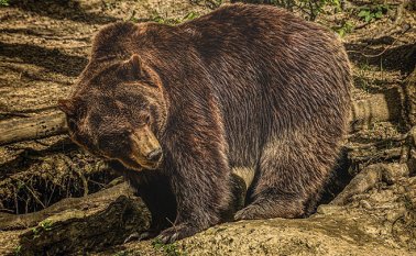 La cifra suele responder a una reacción defensiva de una especie cuyo comportamiento más común es evitar la presencia de personas. Pixabay / Referencial