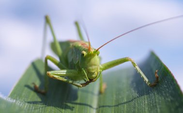 Estudiosos esperan determinar las causas del fenómeno y encontrar soluciones. Pixabay / Referencial