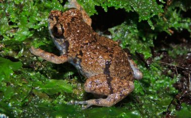 La especie fue bautizada con el nombre científico Diasporus amirae. EFE