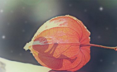 Las instituciones de salud cuentan con 5 días hábiles para atender la solicitud de IVE o para refutar los certificados. Pixabay / Referencial