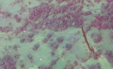 Tomada de Twitter @Ecopetrol_SA