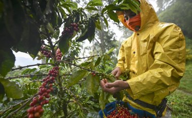 Cerca de 35 caficultores de la Provincia de Ocaña se capacitan para exportar el grano a Europa. Archivo