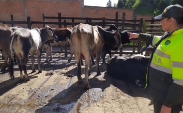 En el lugar había siete bovinos venezolanos y nueve caballos nacionales que no tenían los controles sanitarios. Policía Nacional