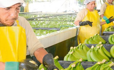 Empleados del sector bananero del país. Colprensa