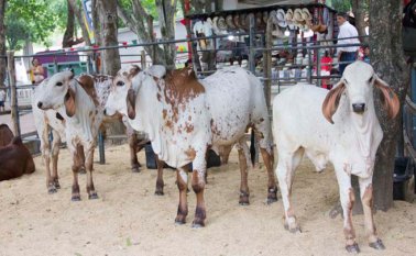 A las 9 de la mañana se inicia el concurso de ordeño y a la par la muestra bovina con las seis ganaderías que hacen presencia en recinto ferial, entre otras razas, de Brahman, Simmental y Jersey. Obando y Alfredo Estévez.