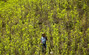 La destrucción de la naturaleza amenaza el bienestar del hombre al menos tanto como el cambio climático, advierte un panel de expertos de la ONU. AFP
