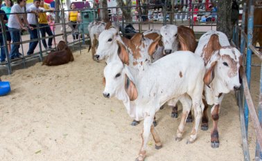 La actividad ofreció exhibiciones de ganaderías, estand comerciales, agroindustria, muestras automotrices y maquinaria agrícola. Archivo