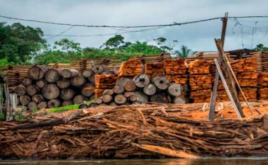 A ambos lados del río Putumayo se va recogiendo madera. En la zona se aprovechan los vacíos legales para blanquear madera proveniente de Brasil y principalmente de Perú. Foto: EIA.
