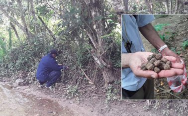 La especie vegetal provee de sombra y de alimento. El fruto carnoso es apetecido por las aves. En el ovalo se aprecian las semillas de la planta. Cortesía