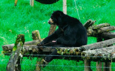 A Chucho ya no es posible devolverlo a la vida silvestre pues ya se acostumbró a los cuidados que recibe y a su hábitat. Colprensa