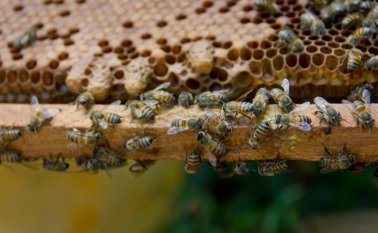 Luis Alfredo Estévez