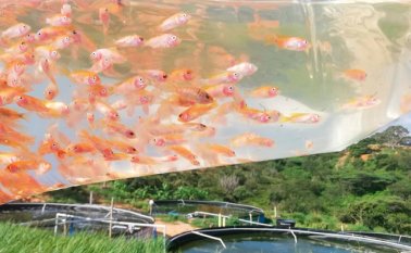 Los alevinos de tilapia roja fueron comprados en El Zulia y algunos ejemplares han llegado a pesar hasta 300 gramos. Luis Alfredo Estévez