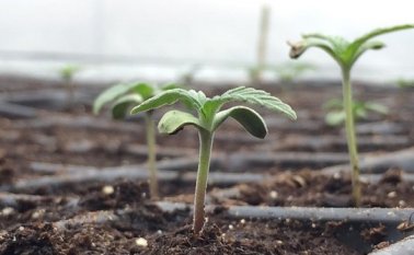 La legalización del cannabis medicinal ha abierto un negocio que tiene un gran potencial. Colprensa