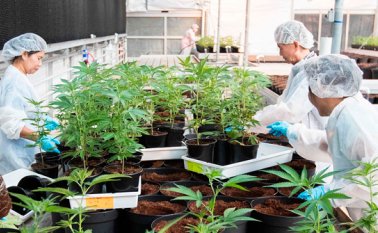 En Colombia se puede cultivar cannabis, pero aún no se puede comercializar o vender en el país, además tampoco se puede exportar a otros países en donde el consumo de esta planta es permitido. Archivo