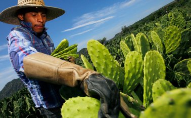 El nopal es consagrado como un emblema nacional de México, y es materia prima de un plástico biodegradable. La investigadora mexicana lo desarrolló con el jugo de la planta. AFP