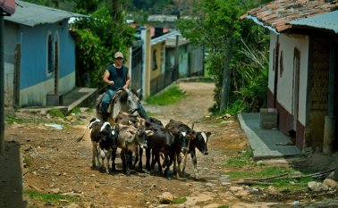 Las actividades que más demandaron crédito fueron la ganadería, el arroz, la avicultura y la palma. Archivo