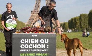 Cada año, 65.000 millones de animales son abatidos (casi 2.000 por segundo) para acabar en la mesa, según la Organización de la ONU para la Alimentación y la Agricultura (FAO). AFP