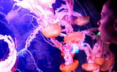 Acuario de París. AFP