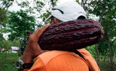 En las zonas cacaoteras tradicionales como Tibú, Sardinata, El Tarra y Teorama los productores han aumentado las áreas cultivadas. Mientras que en municipios cafeteros también han empezado a cultivar cacao. Archivo