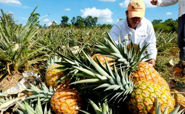 Colombia exportó en 2018 US$9 millones y 19.510 toneladas de piña, a zonas como Europa, y países como Estados Unidos, Reino Unido y Turquía entre otros. Archivo