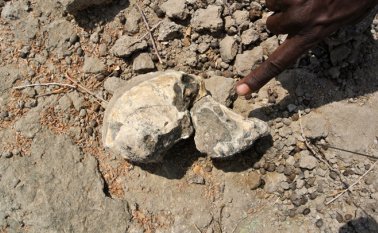 Todo parece indicar que se convertirá en otro ícono célebre de la evolución humana.
AFP