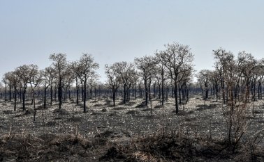 La degradación de las pasturas en pocos años se explica especialmente por la pobreza de los suelos en materia orgánica y en fósforo, un elemento clave para las actividades agropecuarias. AFP