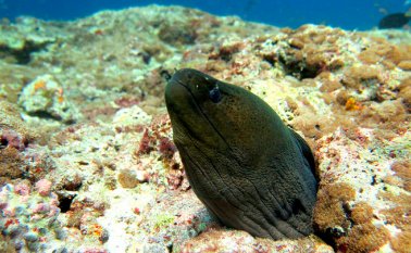Conocidas desde hace más de 250 años, las anguilas eléctricas, que pueden medir hasta 2,5 metros, estaban hasta ahora clasificadas en una sola especie por los científicos.  Pixabay