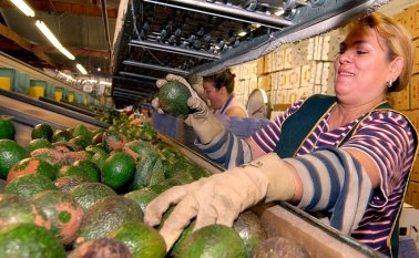 La alta demanda de productos como el limón y el aguacate hass se explica especialmente por las recetas de lujo que requieren de frutas típicas producidas en Colombia para venderse en Estados Unidos y Medio Oriente. Archivo