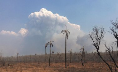 Según cifras oficiales, la deforestación de la Amazonía brasileña prácticamente se duplicó entre enero y agosto, pasando de 3.336,7 km2 en ese periodo de 2018 a 6.404,4 km2 este año, el equivalente a 640.000 canchas profesionales de fútbol. AFP