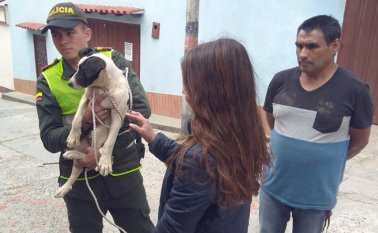 Según el último censo en Pamplona hay registradas 6.000 mascotas. Los perros callejeros superan los 3.500. Cortesía