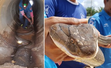 Las imágenes de la audaz captura mostraban a un hombre persiguiendo a la cobra --la serpiente venenosa más larga del mundo-- en un tubo de drenaje oscuro y estrecho. AFP