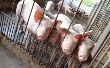 Finalmente, el ministro Valencia Pinzón afirmó que también está el interés de lograr la admisibilidad al mercado de China con carne porcina, y otros productos. Archivo