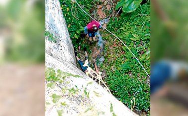 Su pronóstico es reservado. Cortesía