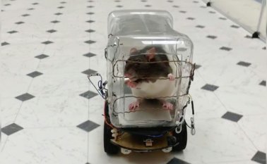 El mayor descubrimiento de esta iniciativa es la posibilidad de abrir nuevos caminos para tratar a personas que sufren de condiciones mentales.
 AFP