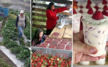 Cundinamarca, Antioquia, Caldas, Norte de Santander, Valle del Cauca, Cauca y Boyacá son los departamentos con mayor porcentaje de participación en los cultivos de fresa a nivel nacional. Cortesía